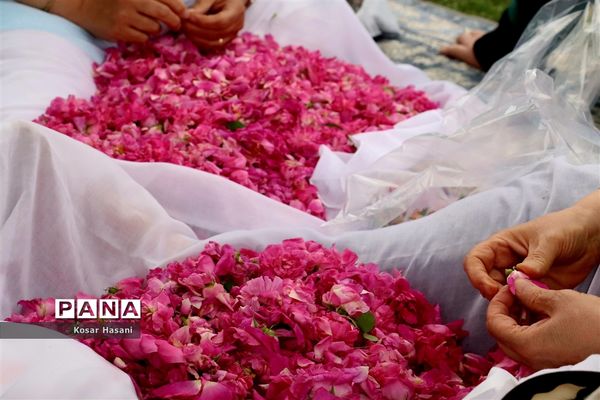برداشت رز دمشقی در روستای عنصرود تبریز