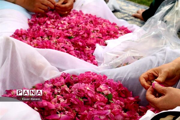 برداشت رز دمشقی در روستای عنصرود تبریز