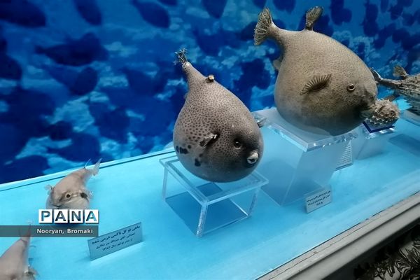 بازدید دانش‌آموزان زیارت اولی از موزه رضوی حرم امام رضا (ع)