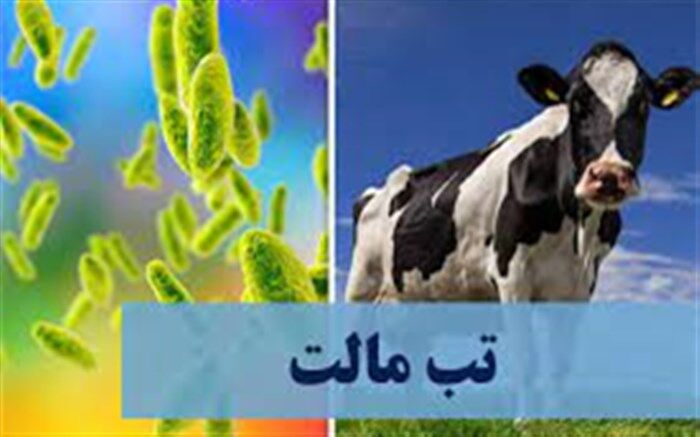 80 درصد مبتلایان تب مالت درنیشابور لبنیات غیرپاستوریزه مصرف کرده‌اند