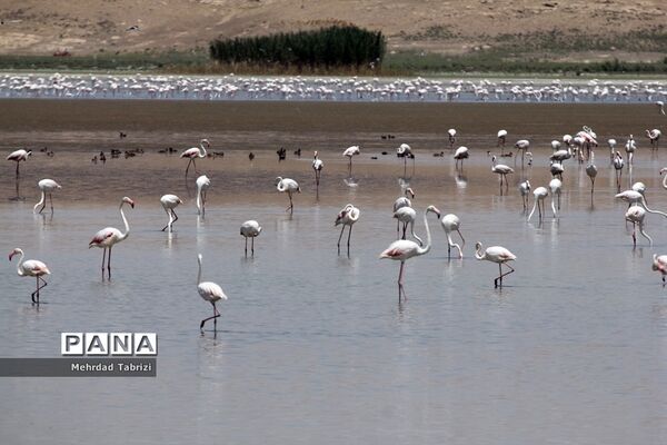 فلامینگوهای مسافر در آذربایجان غربی