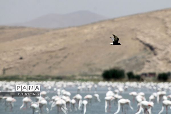فلامینگوهای مسافر در آذربایجان غربی
