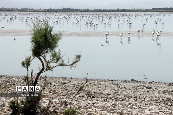 فلامینگوهای مسافر در آذربایجان غربی