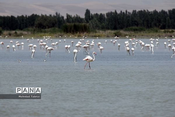 فلامینگوهای مسافر در آذربایجان غربی