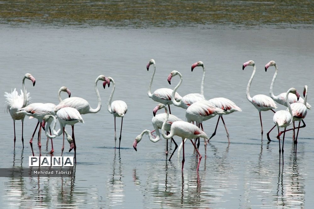 فلامینگوهای مسافر در آذربایجان غربی