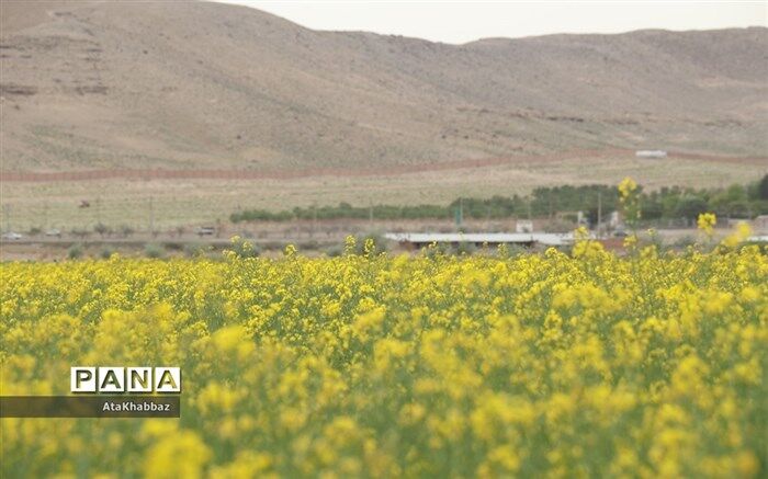 افزایش قیمت کلزا در سال زراعی جاری