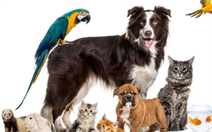 نگهداری از حیوانات خانگی پدیده‌ای نوظهور نیست