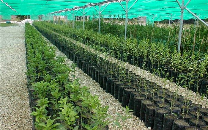 6 میلیون و 300 هزار اصله نهال در ایلام تولید شد