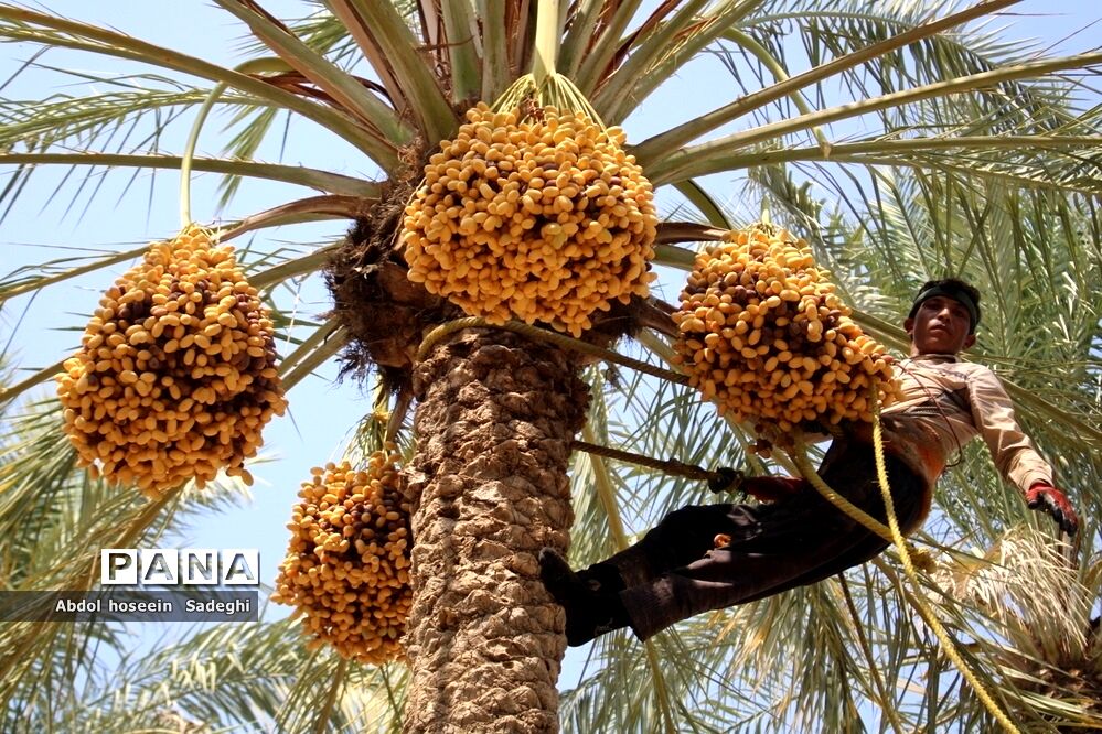 دریافت شناسه محصول و گواهی بهداشت برای صادرات خرما