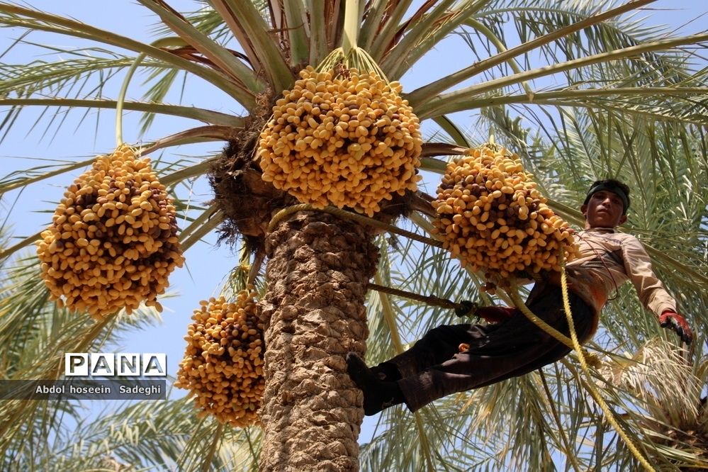 دریافت شناسه محصول و گواهی بهداشت برای صادرات خرما