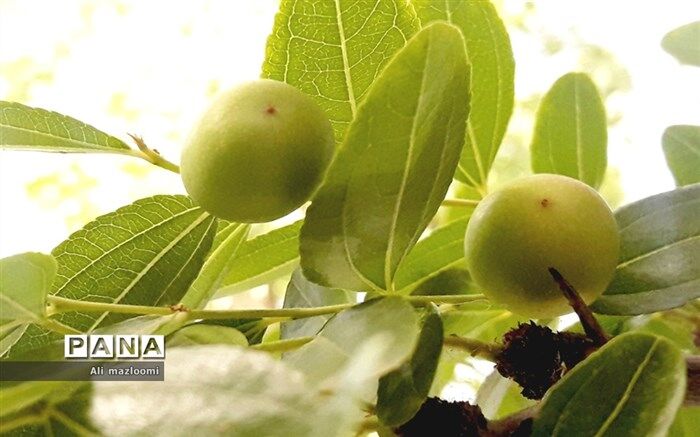 هدفگذاری تولید ۹.۵ میلیون تن میوه‌های گرمسیری و نیمه‌گرمسیری در برنامه هفتم توسعه