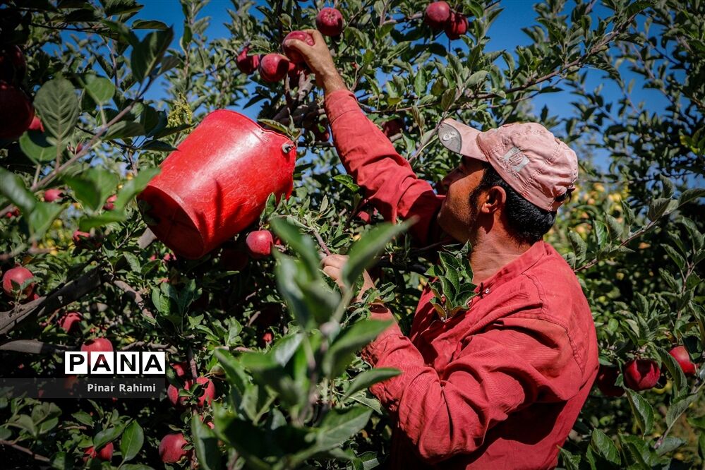 آغاز برداشت سیب در باغات شهرستان میانه