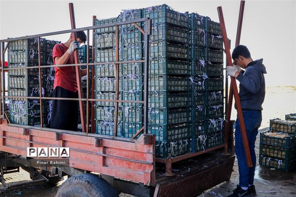 آغاز برداشت سیب در باغات شهرستان میانه