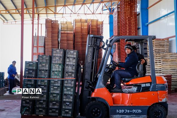 آغاز برداشت سیب در باغات شهرستان میانه