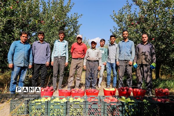 آغاز برداشت سیب در باغات شهرستان میانه