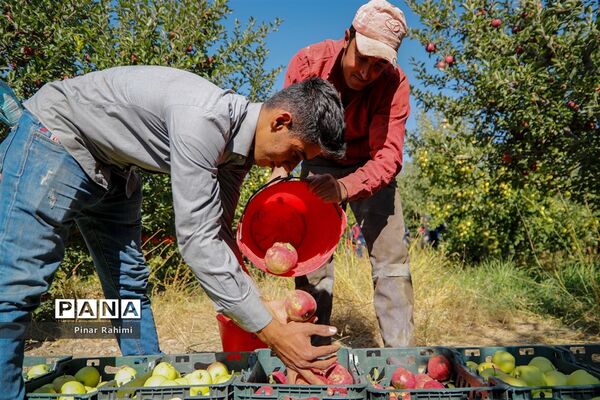آغاز برداشت سیب در باغات شهرستان میانه