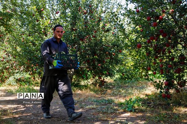آغاز برداشت سیب در باغات شهرستان میانه