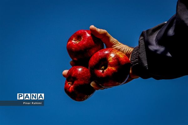 آغاز برداشت سیب در باغات شهرستان میانه