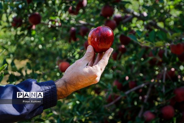 آغاز برداشت سیب در باغات شهرستان میانه