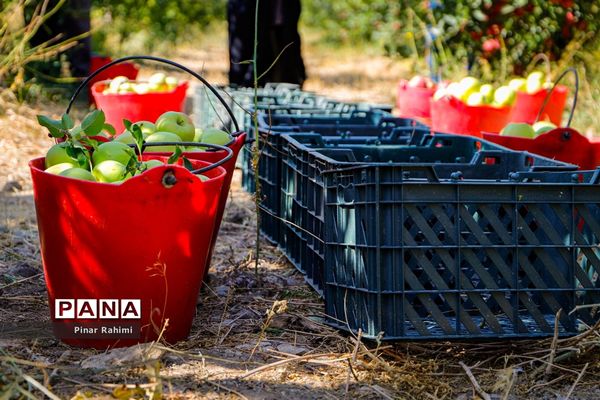 آغاز برداشت سیب در باغات شهرستان میانه