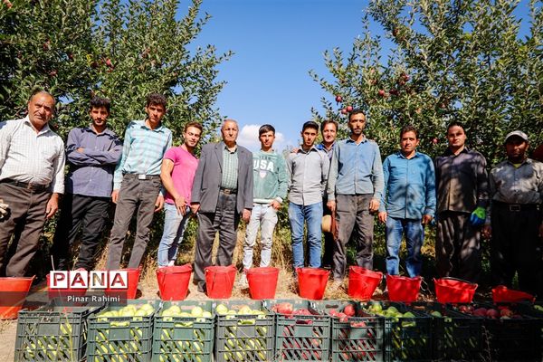 آغاز برداشت سیب در باغات شهرستان میانه