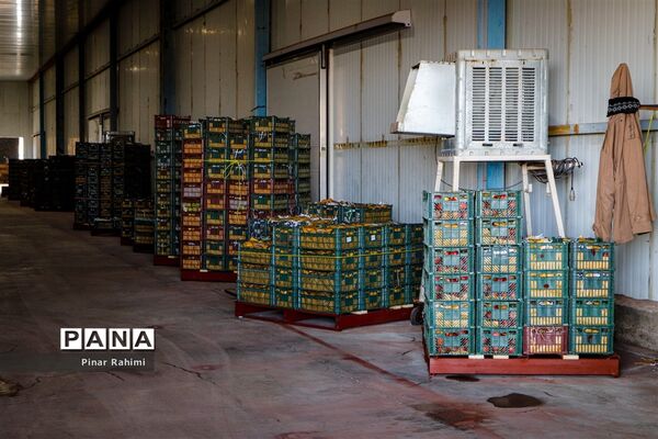آغاز برداشت سیب در باغات شهرستان میانه