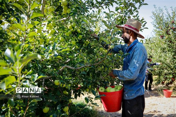 آغاز برداشت سیب در باغات شهرستان میانه