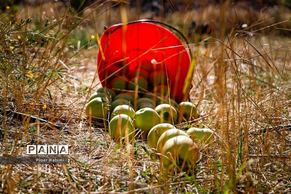 آغاز برداشت سیب در باغات شهرستان میانه
