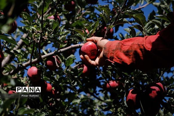 آغاز برداشت سیب در باغات شهرستان میانه