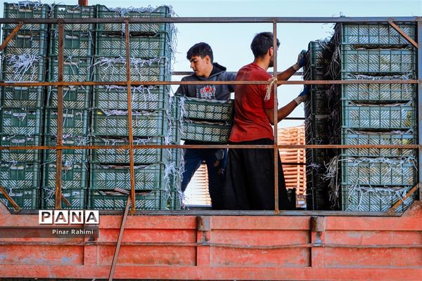 آغاز برداشت سیب در باغات شهرستان میانه