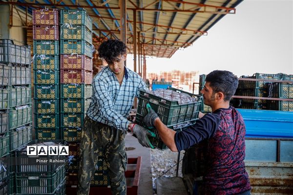 آغاز برداشت سیب در باغات شهرستان میانه