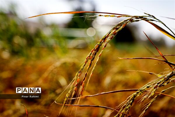 برداشت برنج میانه