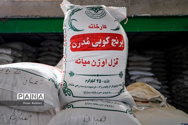 برداشت برنج میانه