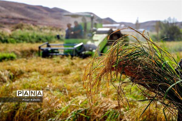 برداشت برنج میانه