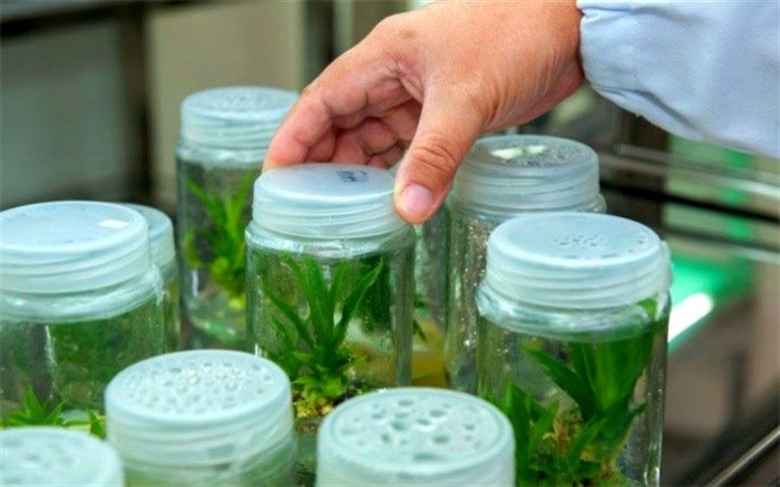 مطمئن‌ترین روش تولید گیاهان در مقیاس انبوه کشت بافت گیاهی است