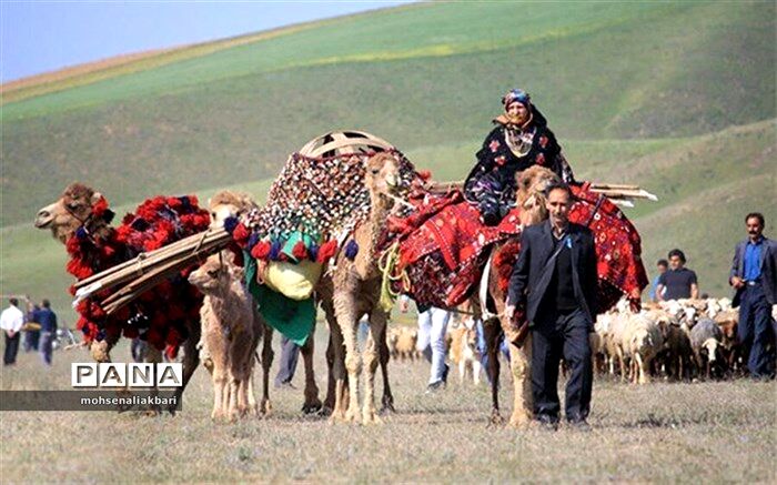 افزایش سطح درآمد عشایر با طرح تولید گوشت قرمز