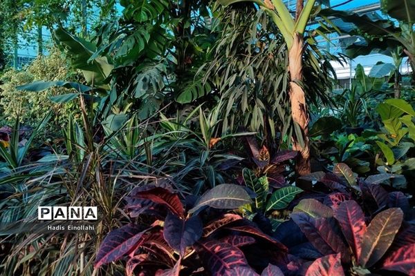 اولین جنگل استوایی کشور در شهرستان قرچک