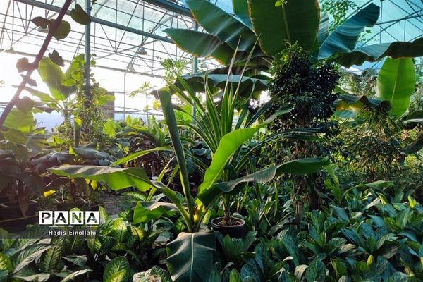 اولین جنگل استوایی کشور در شهرستان قرچک