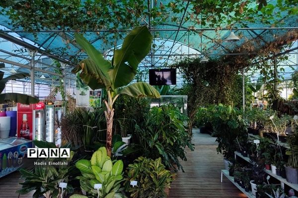 اولین جنگل استوایی کشور در شهرستان قرچک