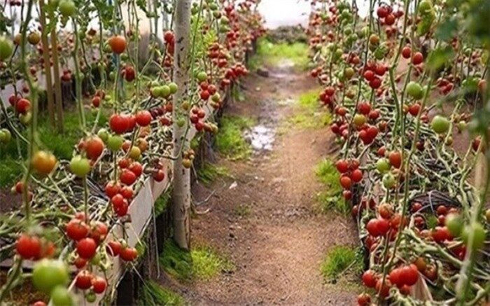  ۹۲ هزار کارگاه کشاورزی در کشور وجود دارد