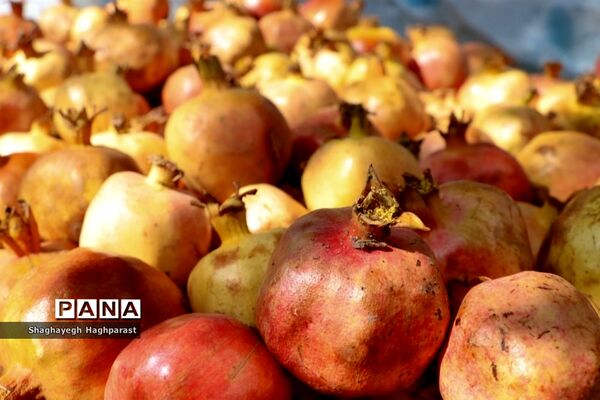 جشنواره یاقوت‌های سرخ فاروق
