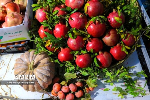 جشنواره یاقوت‌های سرخ فاروق