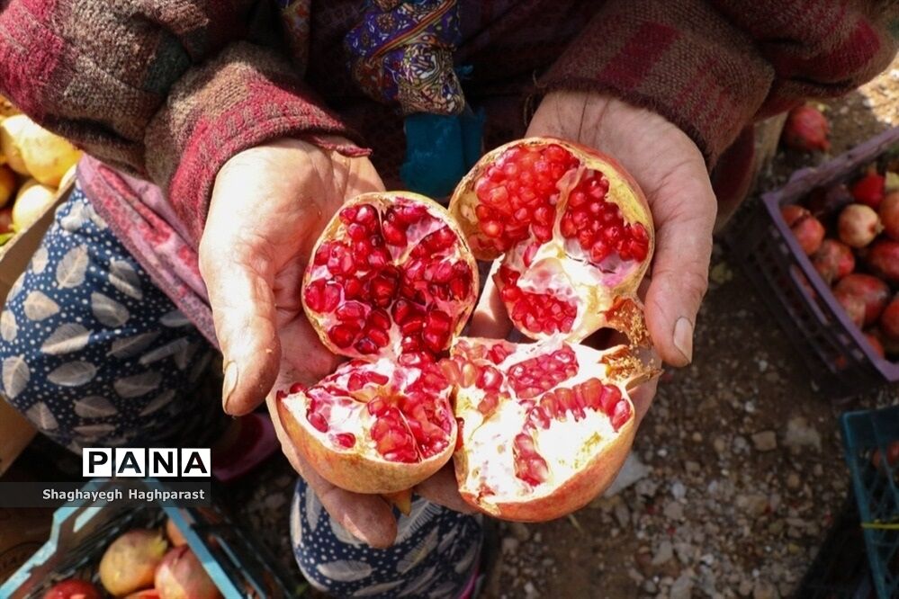 جشنواره یاقوت‌های سرخ فاروق