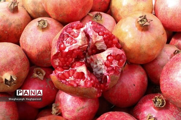 جشنواره یاقوت‌های سرخ فاروق