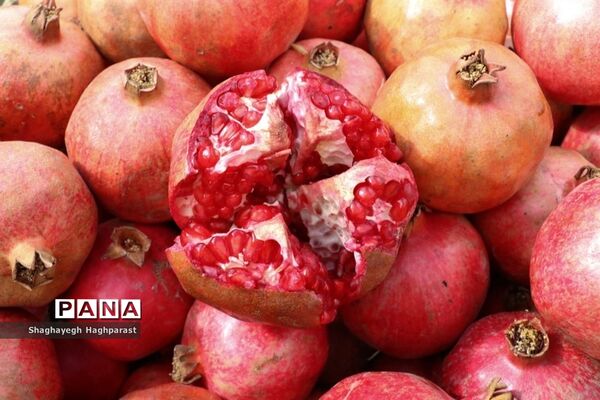 جشنواره یاقوت‌های سرخ فاروق