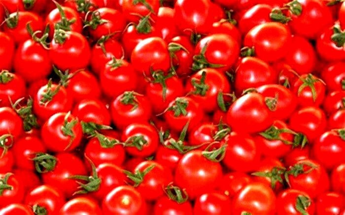 قیمت‌ گوجه‌فرنگی به‌زودی متعادل می‌شود