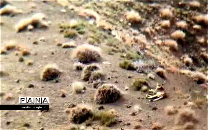 تصویر یوزپلنگ آسیایی توسط یک طبیعت‌گرد در میاندشت  جاجرم  ثبت شد
