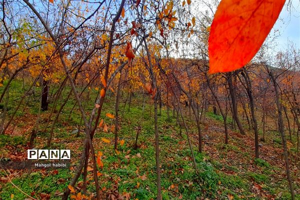 زیبایی روستای دهبار طرقبه در فصل پاییز