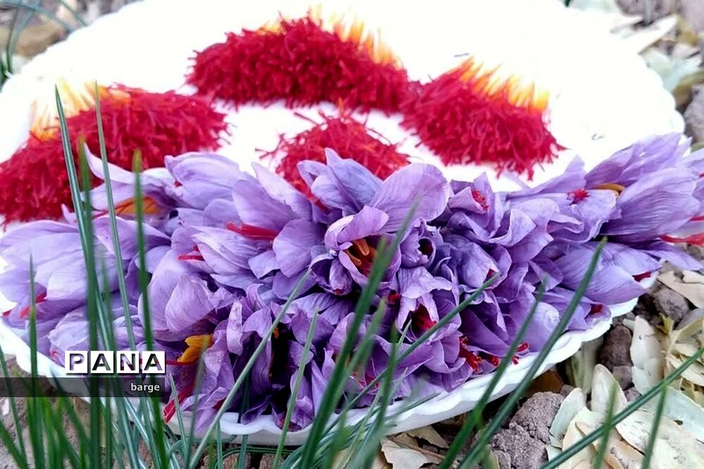 برداشت زعفران در روستای اردکول شهرستان زیرکوه