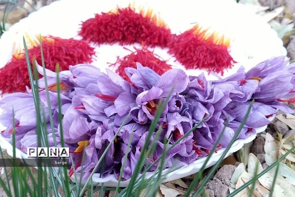 برداشت زعفران در روستای اردکول شهرستان زیرکوه